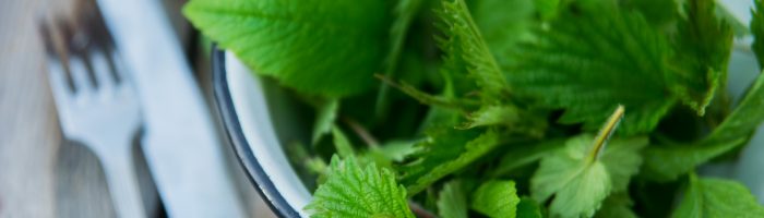 Herbata z pokrzywy, sok z pokrzywy, płukanka z pokrzywy - jak je zrobić w domu? Liście pokrzywy w emaliowanej misce, obok leżą sztućce - kuracja pokrzywowa.