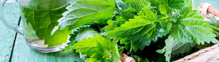 Pokrzywa - właściwości i zastosowanie. Jak stosować pokrzywę zwyczajną w ziołolecznictwie? Liście pokrzywy w koszyczku i napar z pokrzywy w szklance stoją na drewnianej niebieskiej podłodze.
