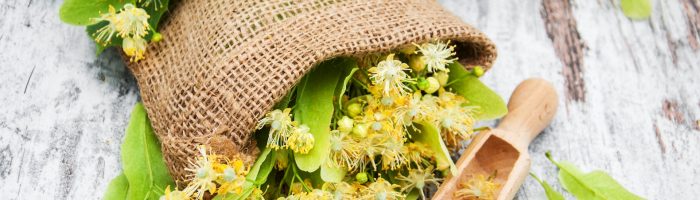 Lipa drobnolistna w płóciennym woreczku. Jak zbierać lipę? Jak suszyć lipę?