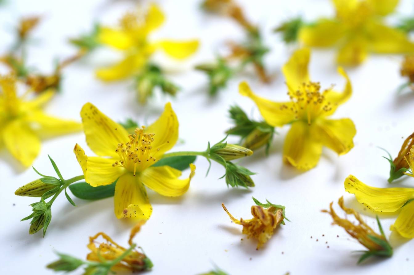 Dziurawiec zwyczajny - jakie ma właściwości? Żółte kwiatki ziela leżą na białym blacie.