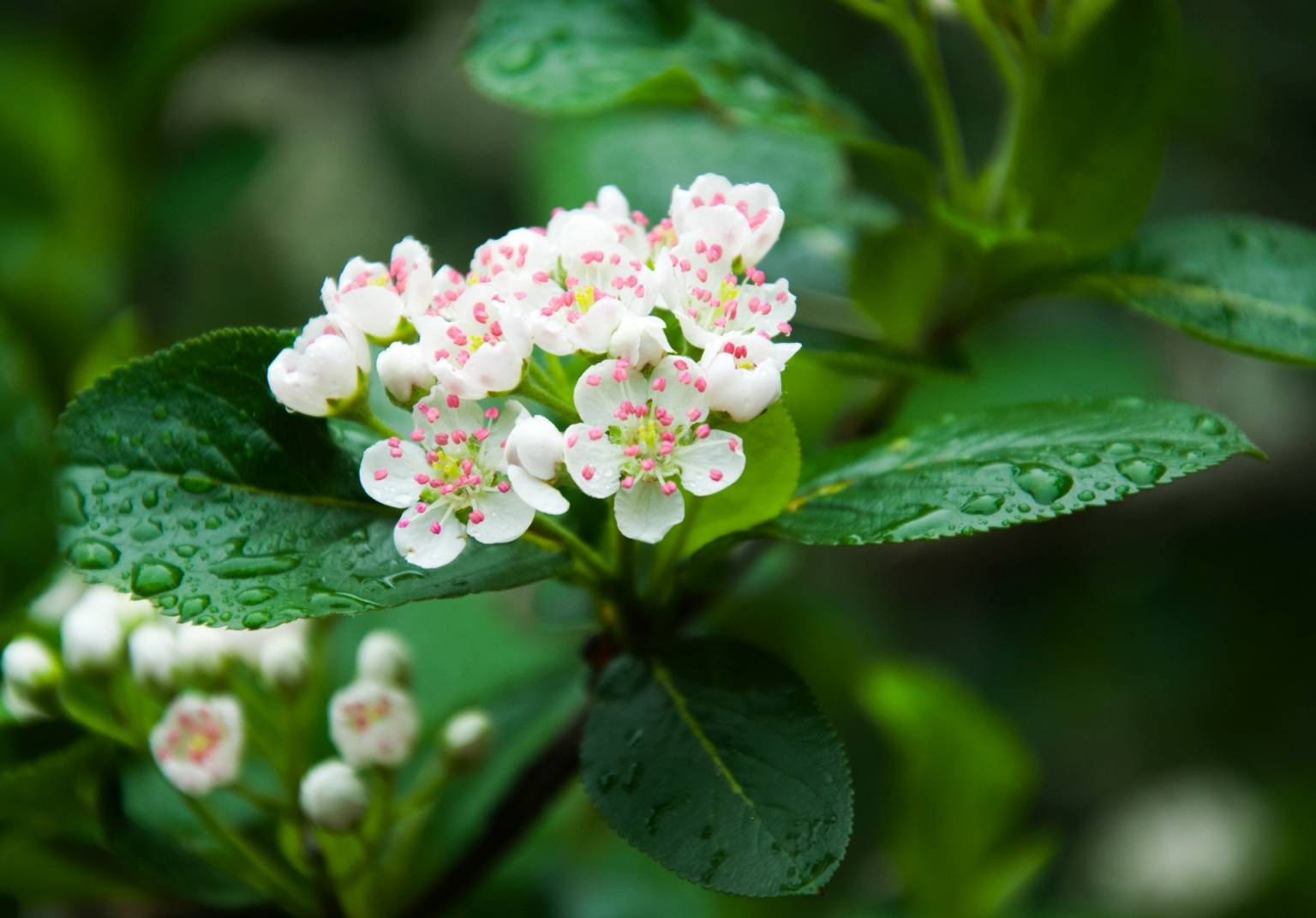 Biało-różowy kwiat aronii na gałęzi skropionej przez deszcz. Jakie właściwości lecznicze ma aronia?