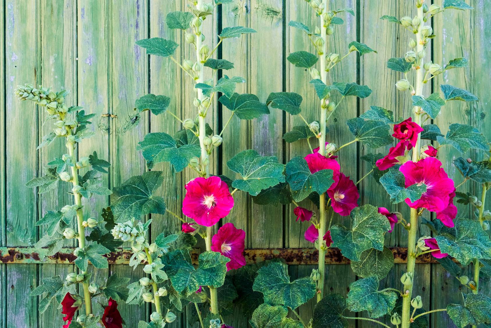 Jakie właściwości ma malwa? Malwa pod płotem w ogrodzie.