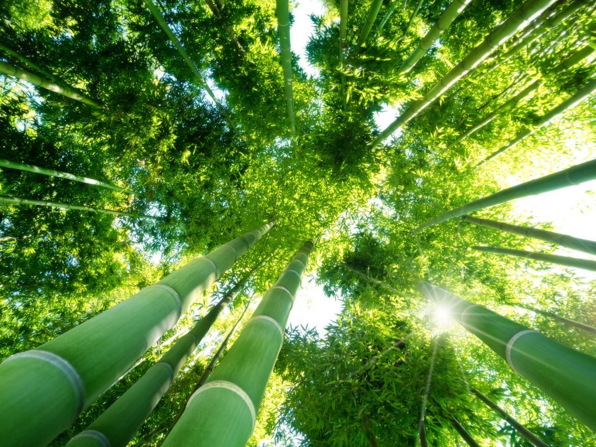 Bambus - surowiec idealny? Czy może zastąpić plastik? Czy uprawa bambusa jest ekologiczna?