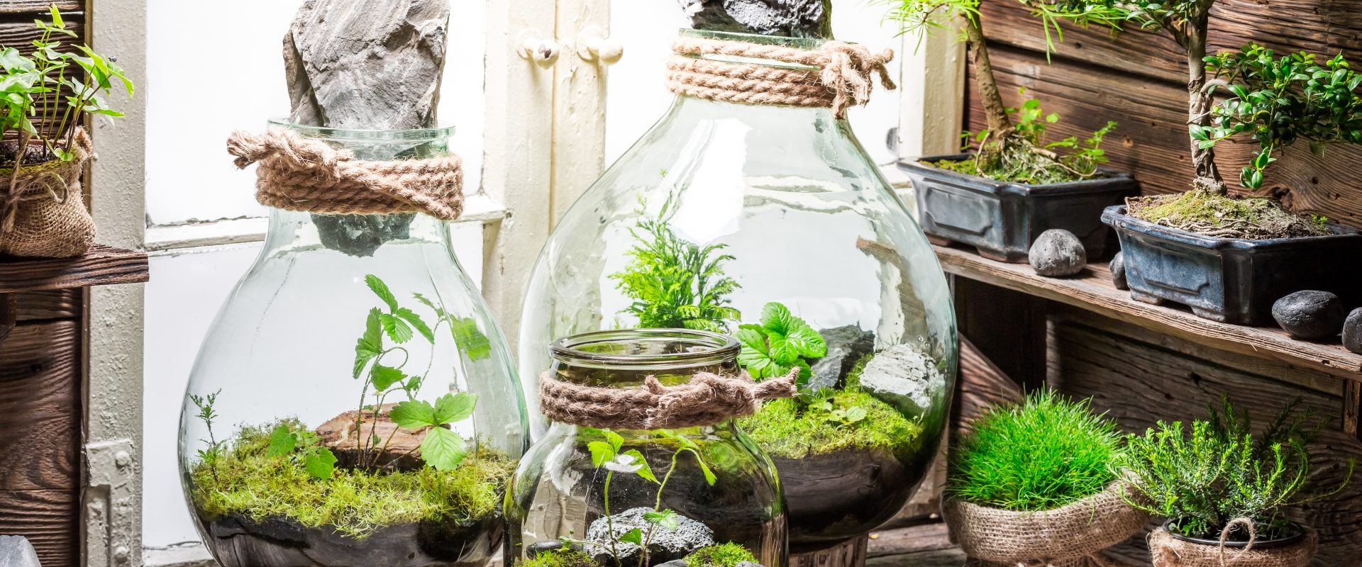Las w słoiku - jak go zrobić? Czy las w szkle jest łatwy w pielęgnacji? Przy oknie stoją dwa słoje z ekosystemem leśnym w środku.