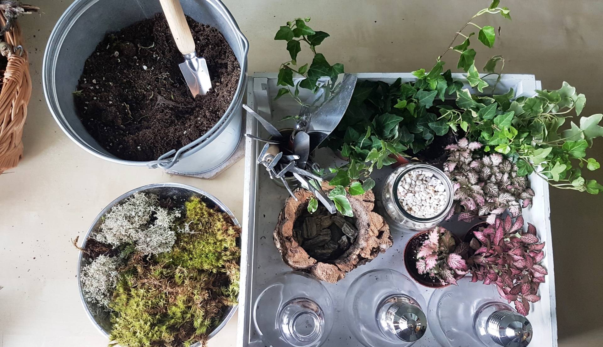 Jak zrobić las w słoiku krok po kroku? Ziemia, rośliny do słoju, dodatki dekoracyjne.