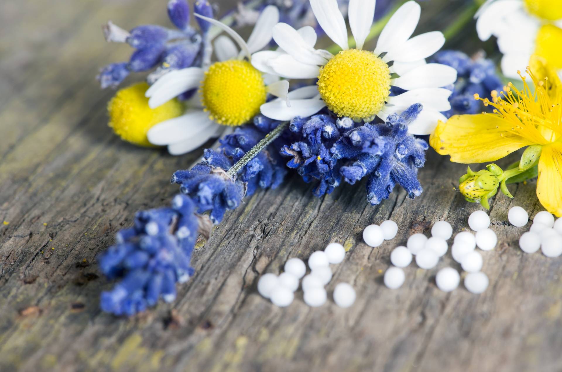 Leki homeopatyczne na ból menstruacyjny i dolegliwości przy miesiączce. Granulki homeopatyczne leżą obok kwiató polnych na starym drewnianym blacie.