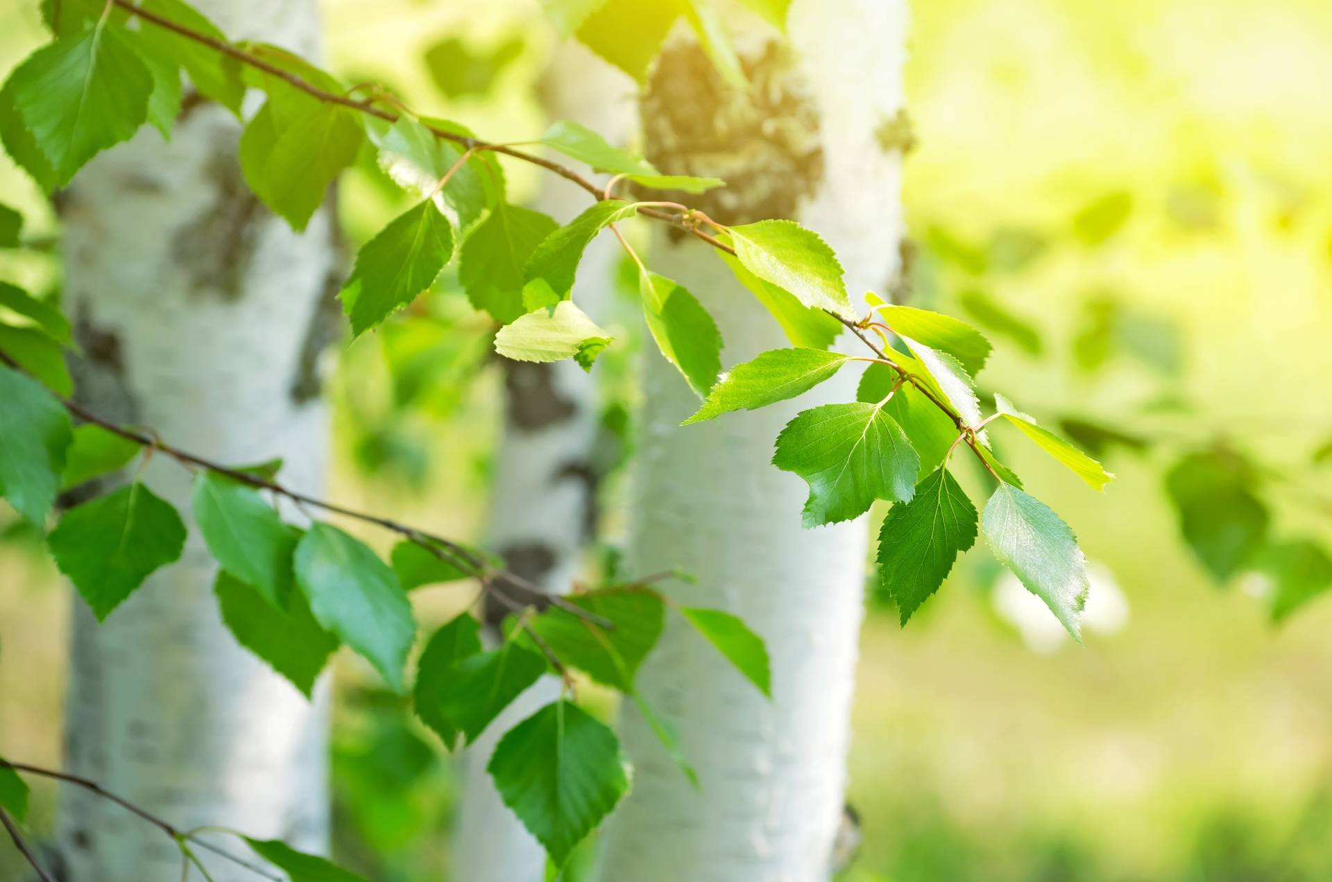 Liście brzozy w lesie. Które drzewa są jadalne?