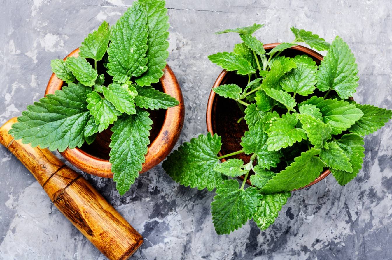 Melisa lekarska w drewnianych miskach zamiast doniczek na szarym blacie. Jakie właściwości mają zielone liście melisy?