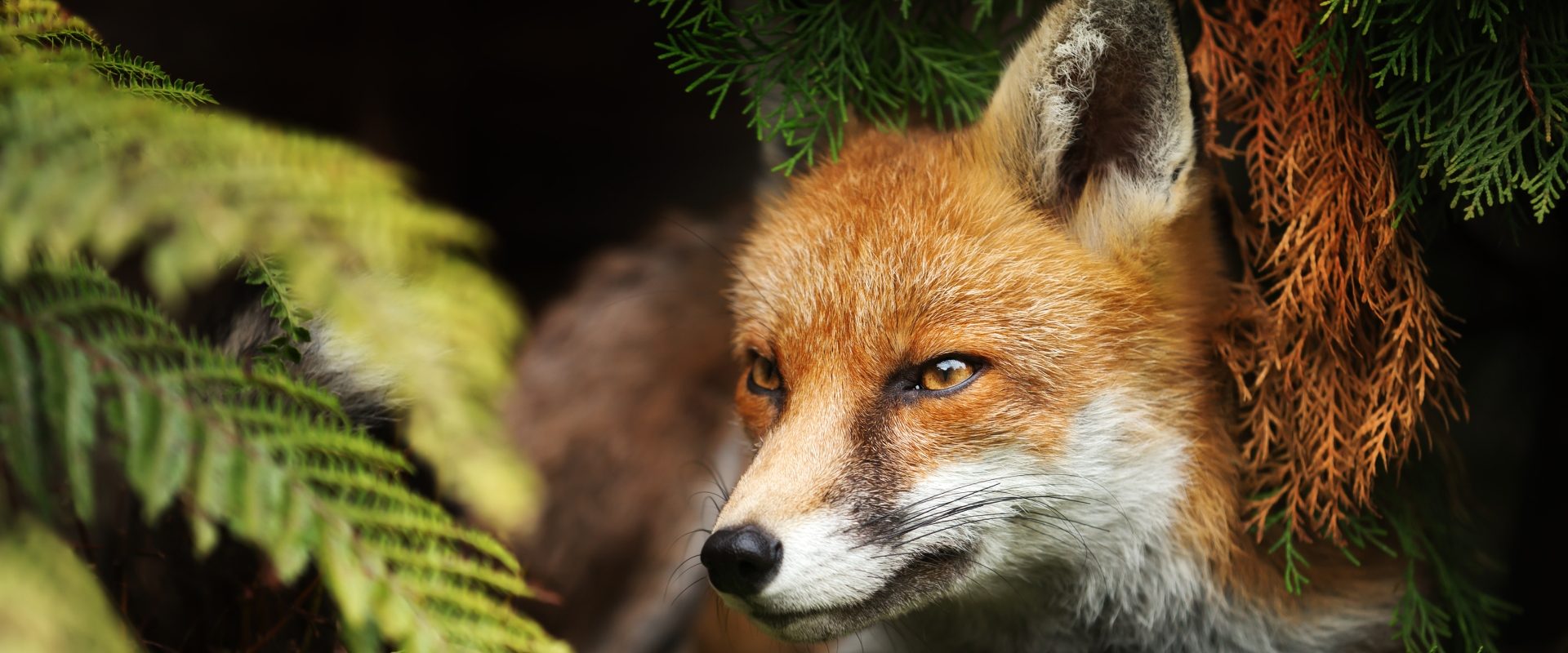 Lis w lesie, chroni się w paprociach. Co zrobić, gdy spotkamy w ranne zwierzę - odpowiada Adam Wajrak.