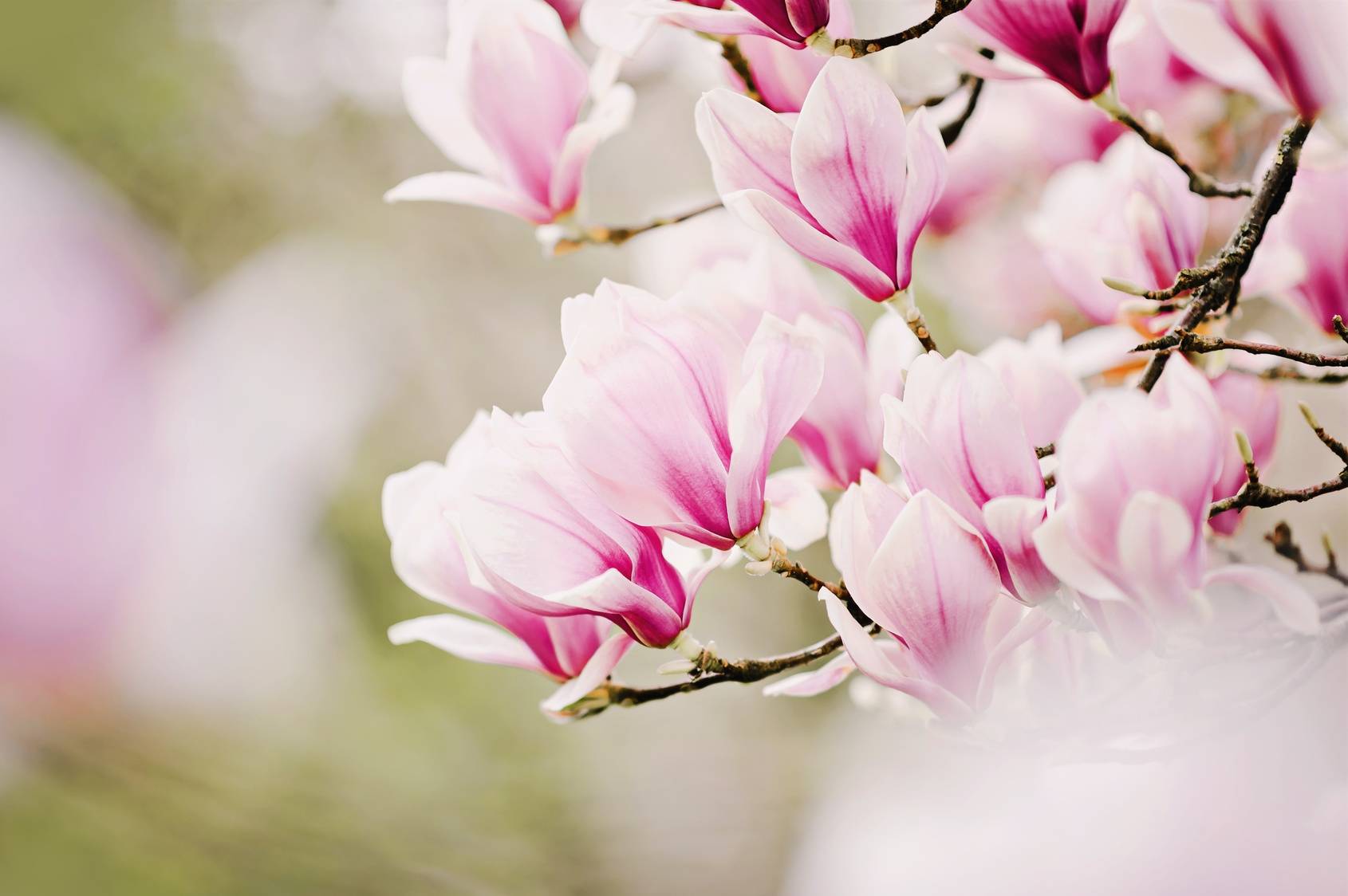 Drzewo magnolii, kwiat magnolii. Jakie właściwości i zastosowanie w lecznictwie ma magnolia lekarska? Kwiaty magnolii na gałęziach drzewa.