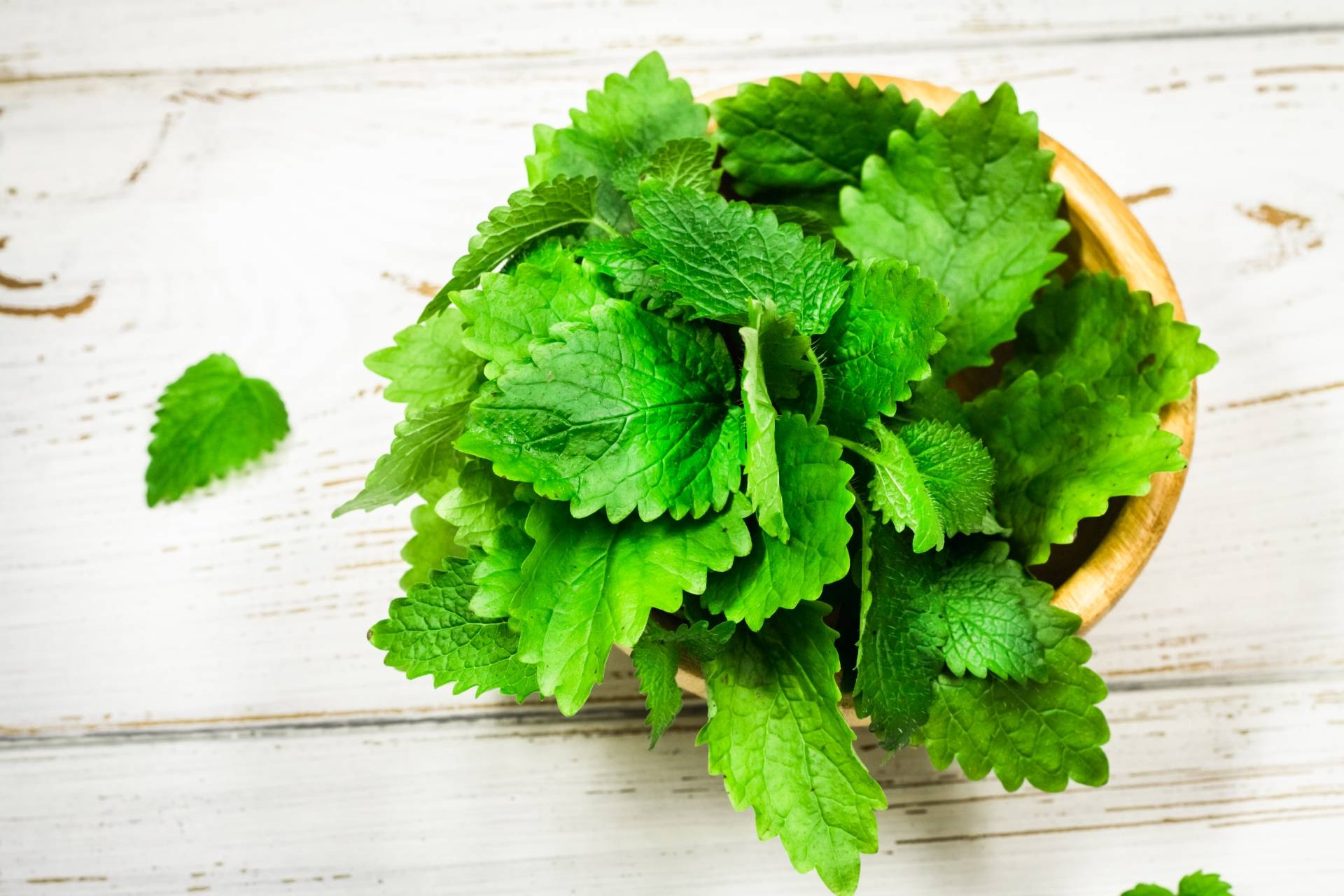 Melisa lekarska (Melissa officinalis) na uspokojenie.