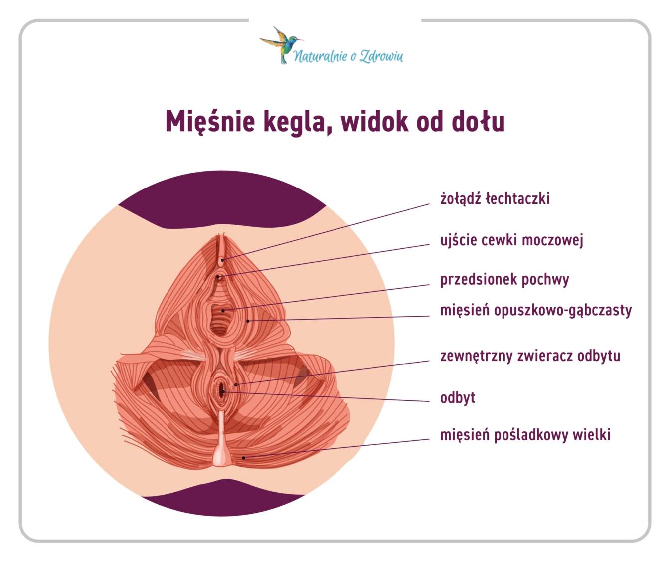 Jak zbudowane są mięśnie Kegla? - przekrój mięsni dna miednicy - infografika.