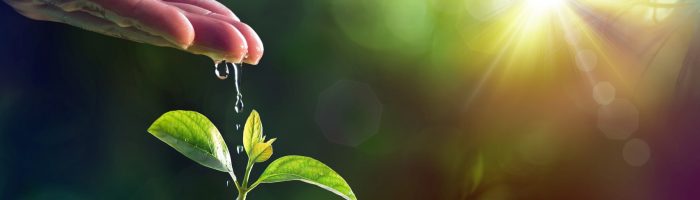 Adaptogeny - czym są rośliny adaptogenne, jakie mają właściwości i w jaki sposób wspierają odporność? Ludzka dłoń podlewa młodą łodygę rośliny.