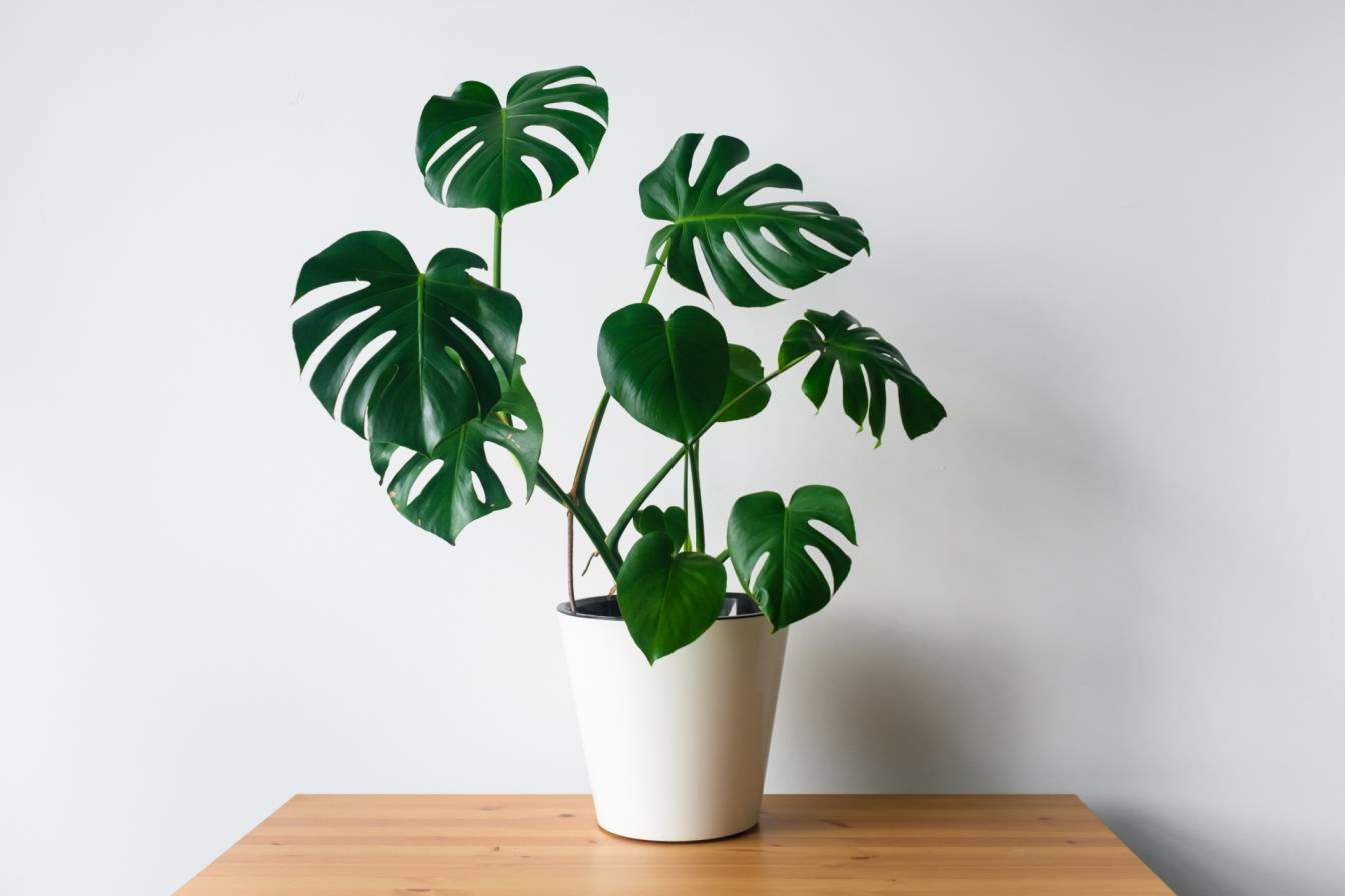 Monstera w doniczce stoi na stole w domu.