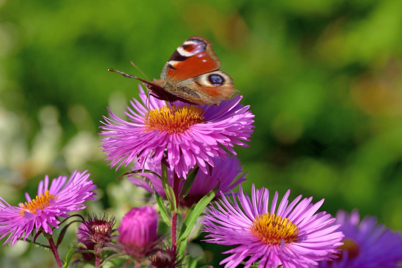 Motyl siedzi na różowych kwiatkach astrów. Jak uprawiać astry (marcinki) w ogrodzie?