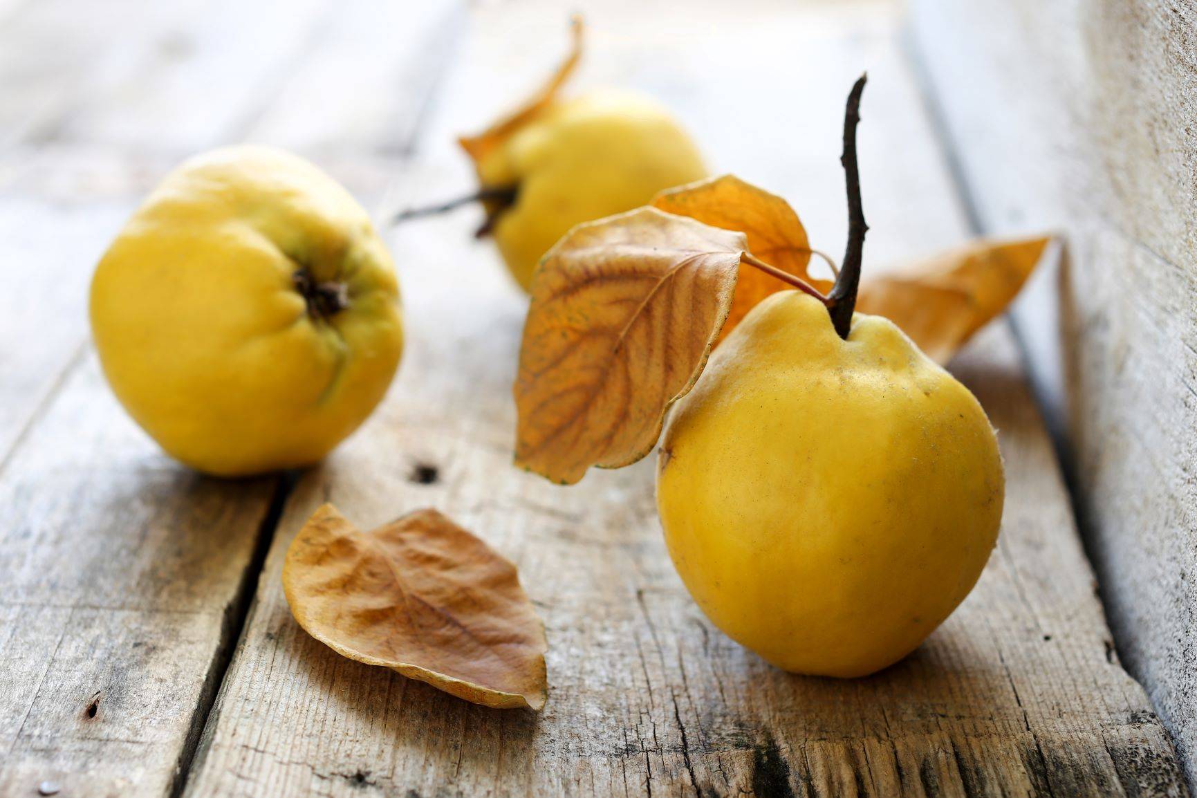 Nalewka z pigwy - przepis. Jak zrobić pigwówkę? Żółte owoce pigwy na drewnianym stole.