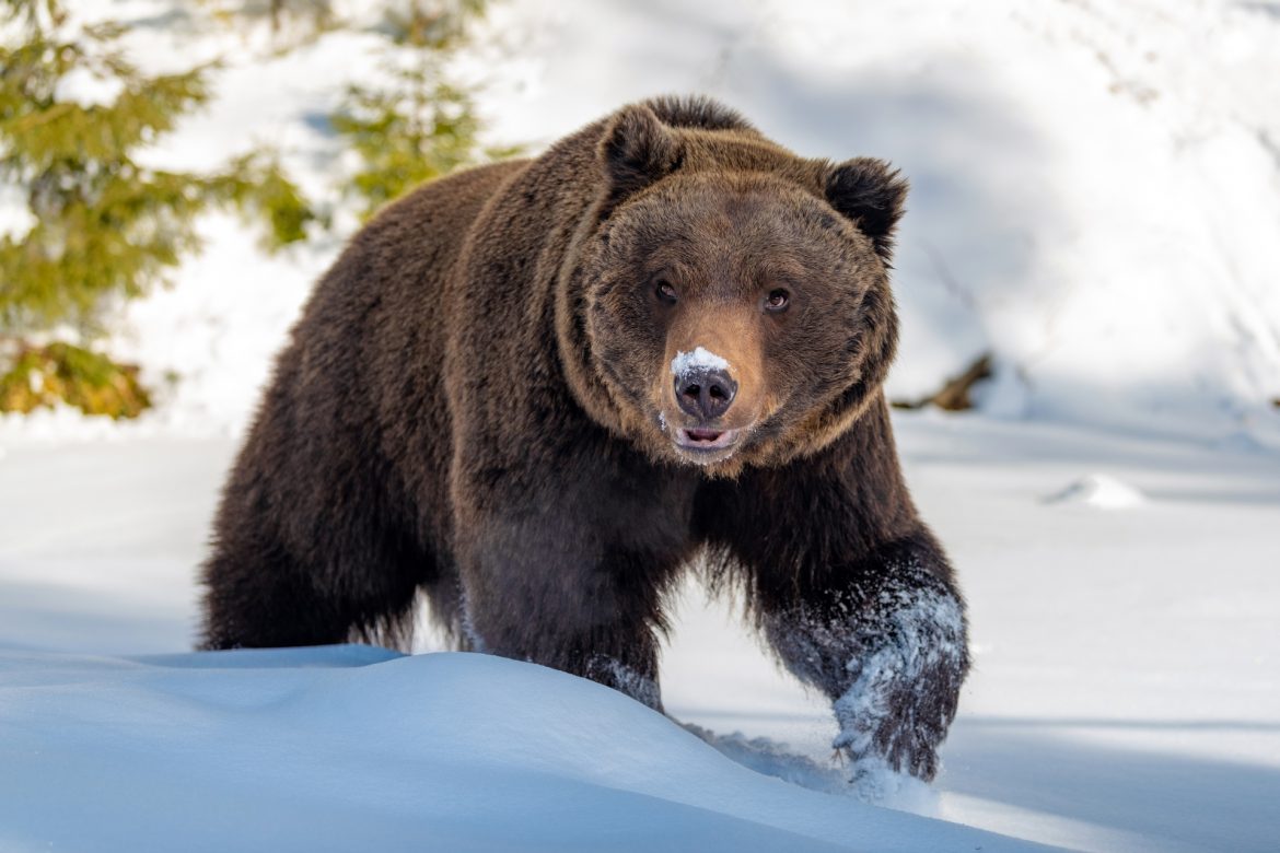 Jak pomóc zwierzętom przetrwać zimę? Które zwierzęta zapadają w sen zimowy, a które są aktywne? Niedźwiedź na śniegu.
