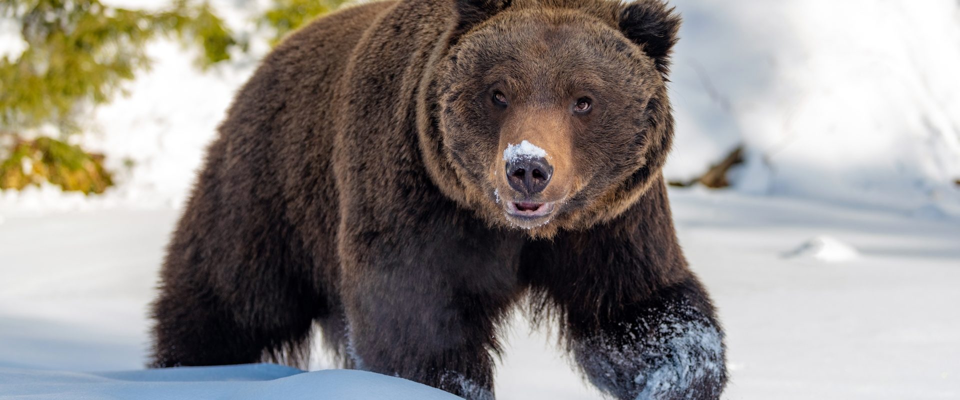 Jak pomóc zwierzętom przetrwać zimę? Które zwierzęta zapadają w sen zimowy, a które są aktywne? Niedźwiedź na śniegu.