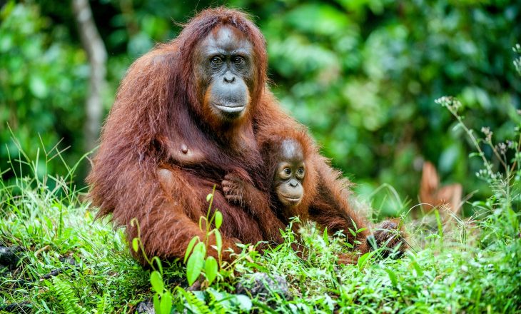 Mama orangutanica ze swoim dzieckiem w naturalnym środowisku na Borneo. Sprawdź, dlaczego olej palmowy jest szkodliwy nie tylko dla zdrowia, ale i dla środowiska.