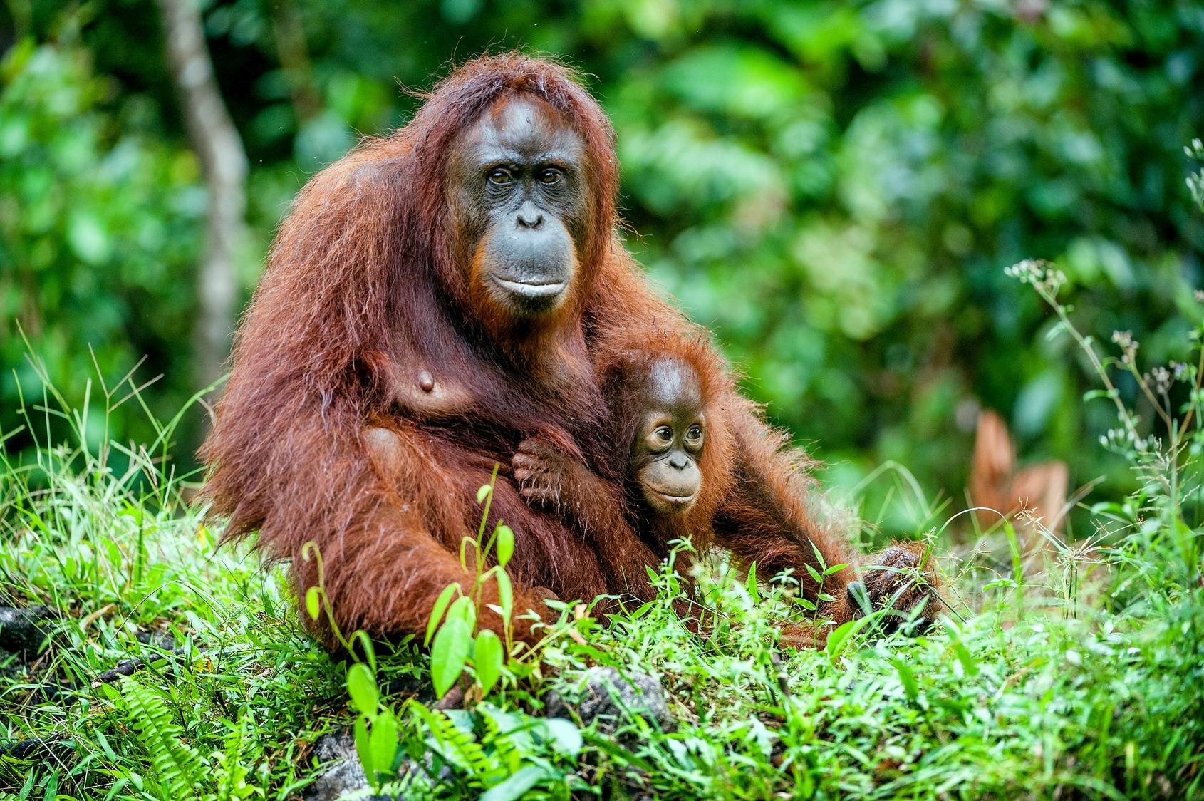 Mama orangutanica ze swoim dzieckiem w naturalnym środowisku na Borneo. Sprawdź, dlaczego olej palmowy jest szkodliwy nie tylko dla zdrowia, ale i dla środowiska.
