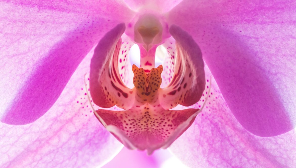 Łechtaczka jest jak orchidea - anatomia kobiecego seksu. Różowy kwiat orchidei układający się w kształt kobiecej wulwy.