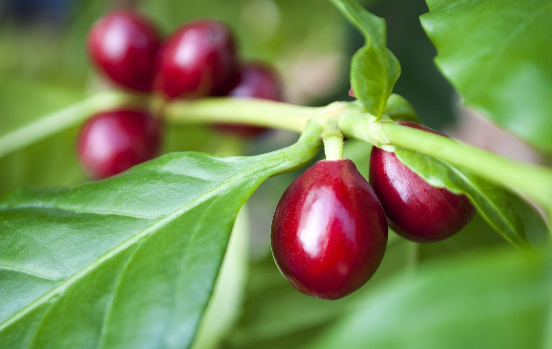 Coffea cruda - lek homeopatyczny. Krzew kawowy z czerwonymi owocami kawy.