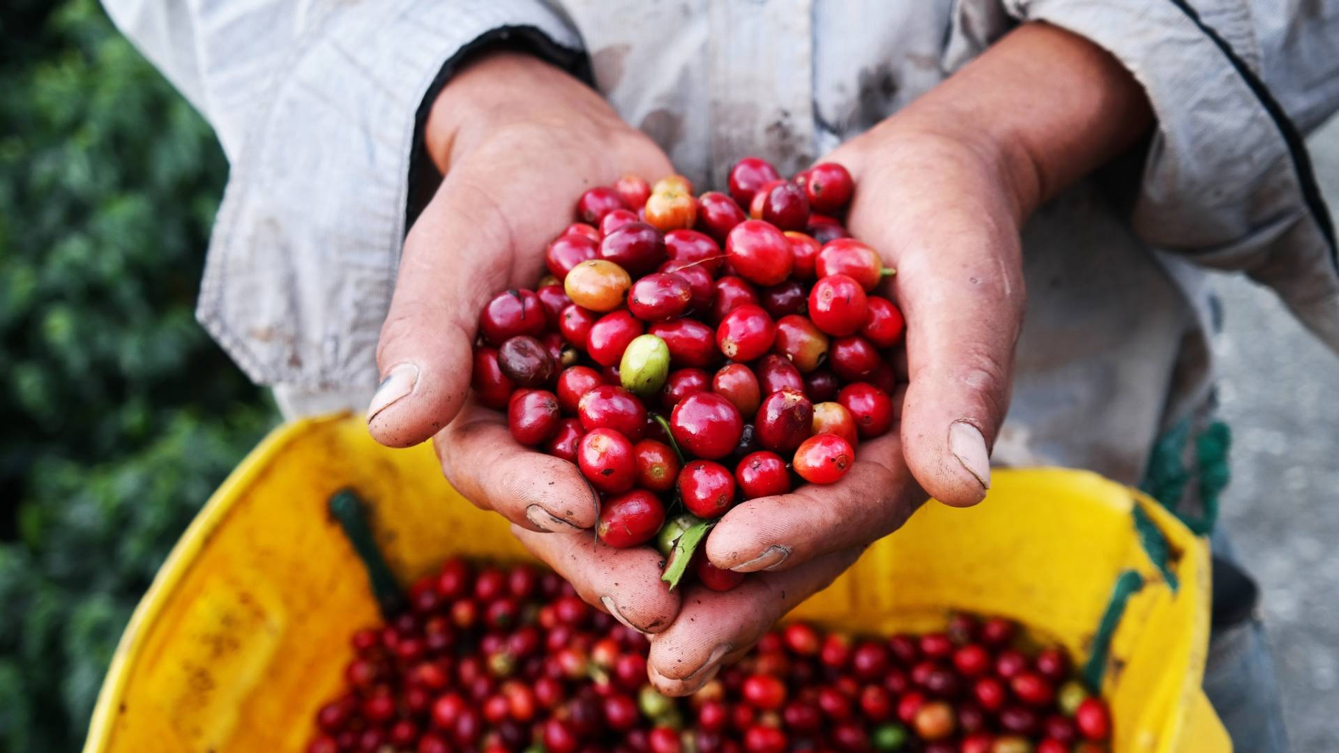 Lek homeopatyczny Coffea cruda - na co pomaga? Owoce kawy na plantacji.