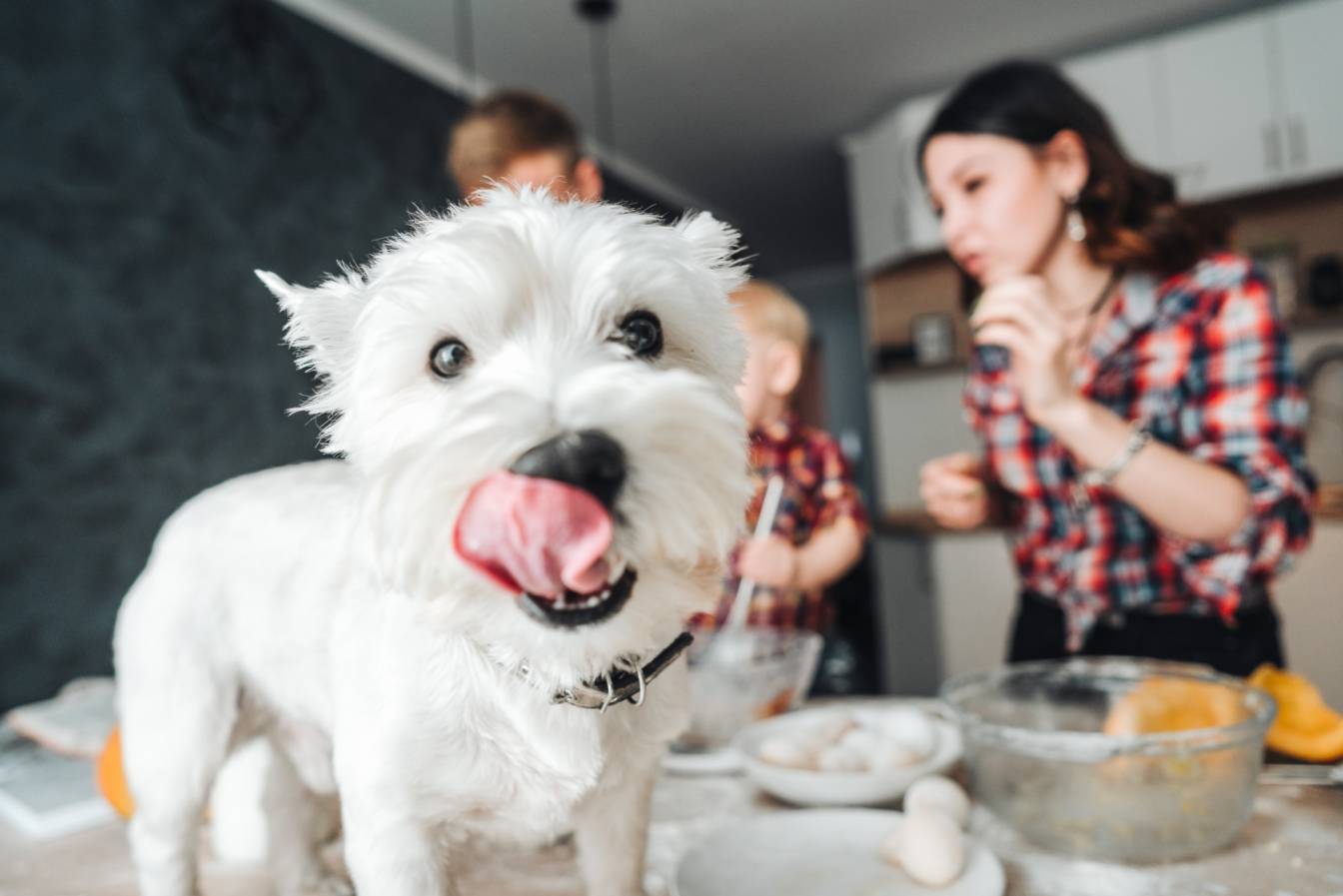Pies west highland white terrier oblizuje pyszczek, stojąc na blacie w kuchni, w tle rodzina piecze ciasto.