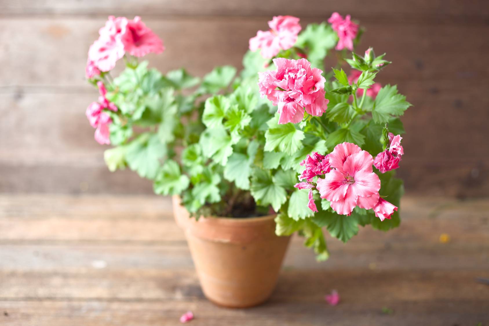 Rośliny odstraszające owady: muchy, meszki, komary - różowa pelargonia w doniczce.