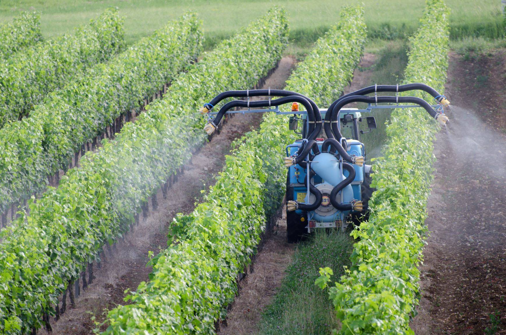 Chloropiryfos - pestycydy na polach uprawnych. Czy opryski są toksyczne?