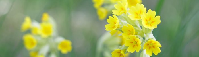 Roślinne leki wykrztuśne na męczący kaszel. Pierwiosnek lekarski na łące - zbliżenie na żółte kwiatki.