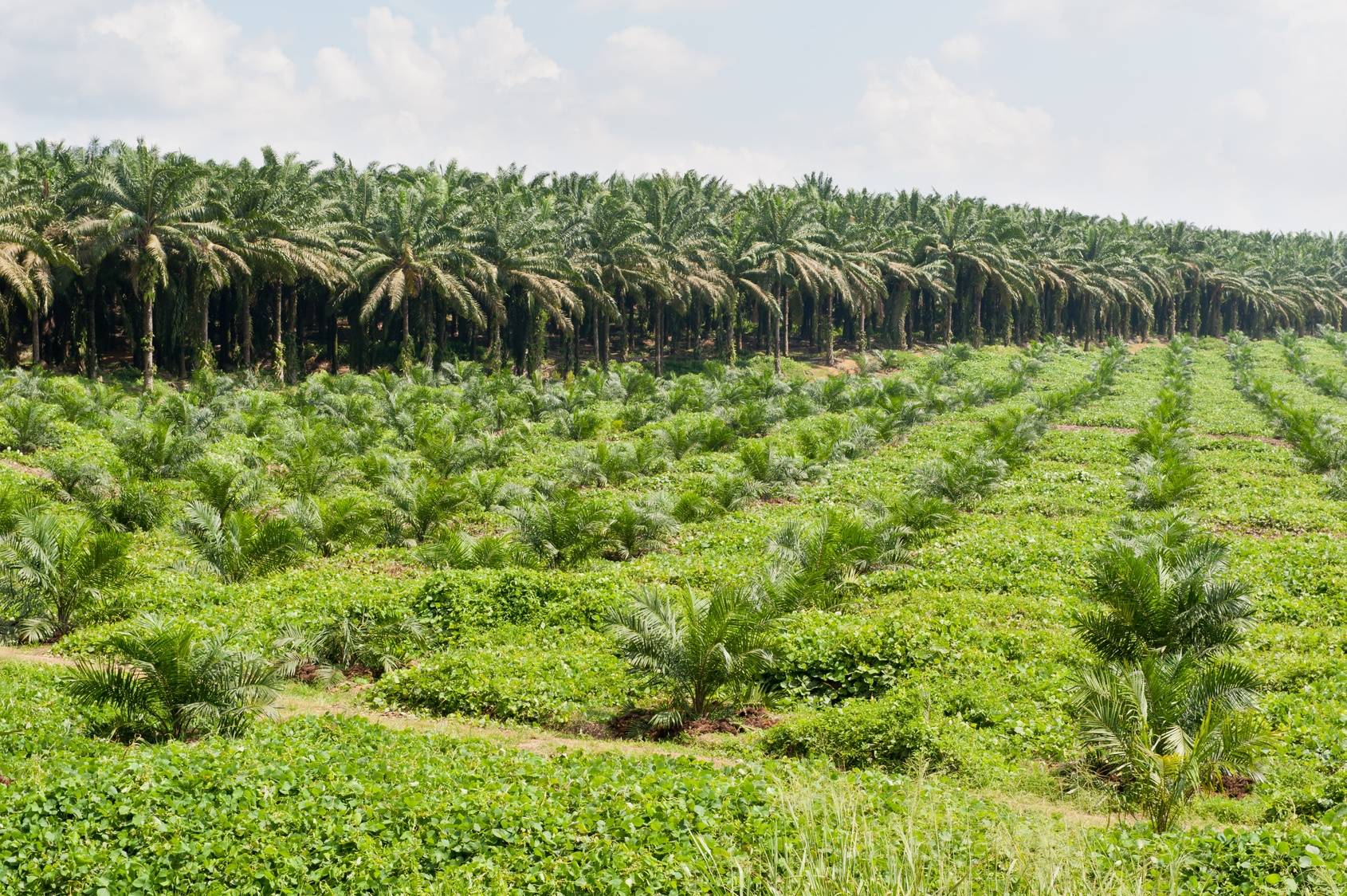 Plantacja oleju palmowego w środku azjatyckiej dżungli. Jak rozwiązać problem oleju palmowego i dewastacji środowiska naturalnego zwierząt?