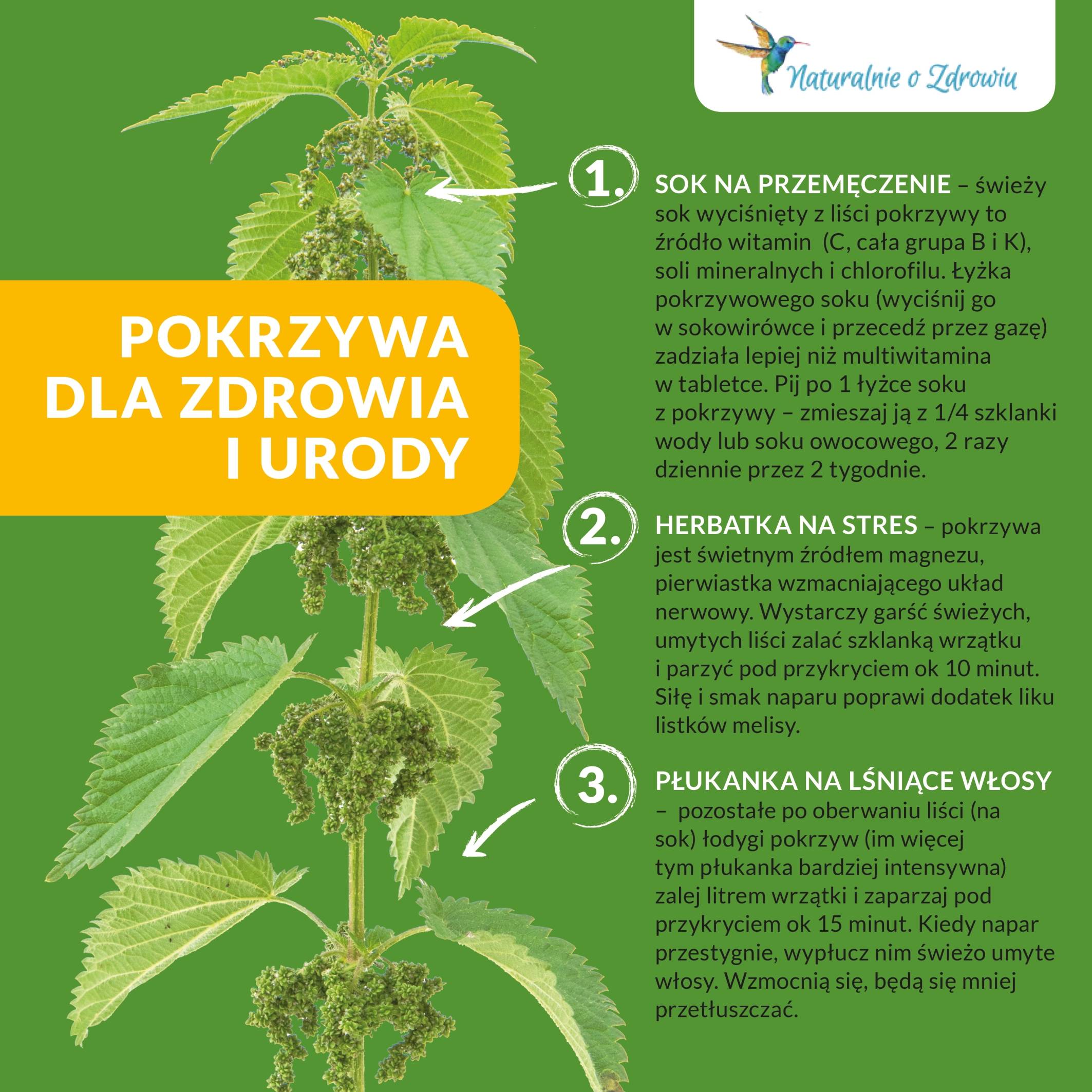 Pokrzywa dla zdrowia i urody - herbata z pokrzywy, sok z pokrzywy i płukanka z pokrzywy na włosy - jak je przygotować w domu? Sprawdź przepisy!