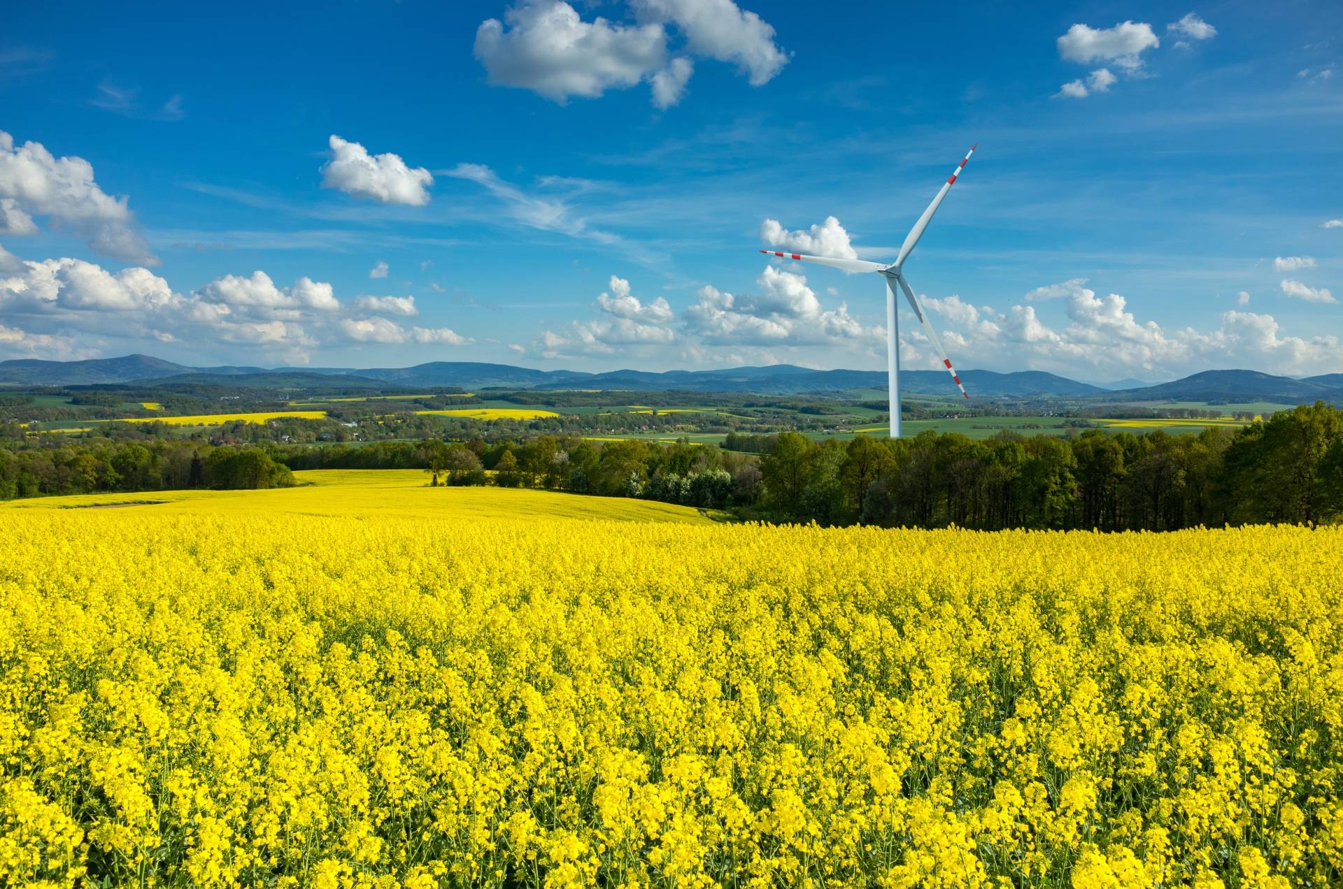 Pole rzepaku na tle błękitnego nieba, w oddali stoi wiatrak. Czy olej rzepakowy jest szkodliwy?