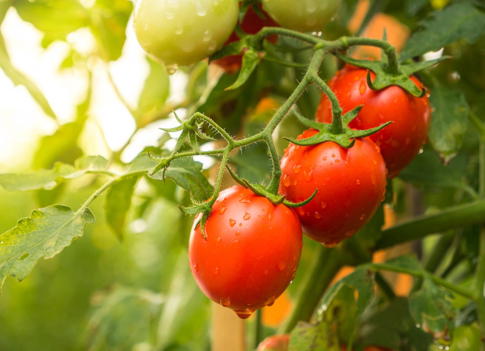 Pomidor gałązkowy - jakie ma właściwości?