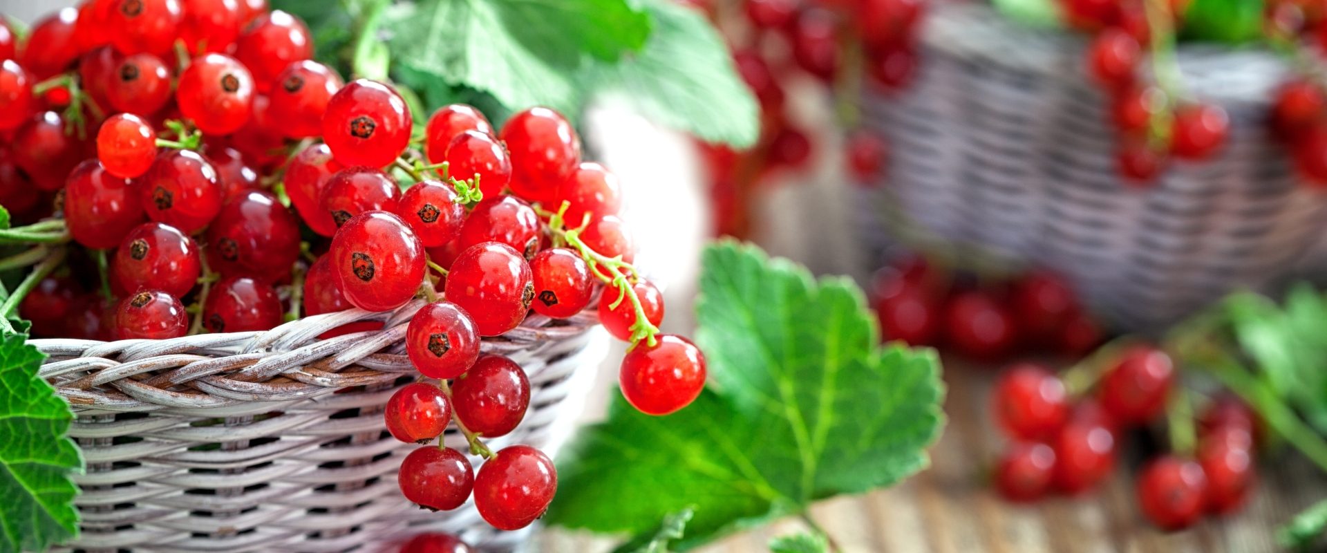 Porzeczki w białych wiklinowych koszach.