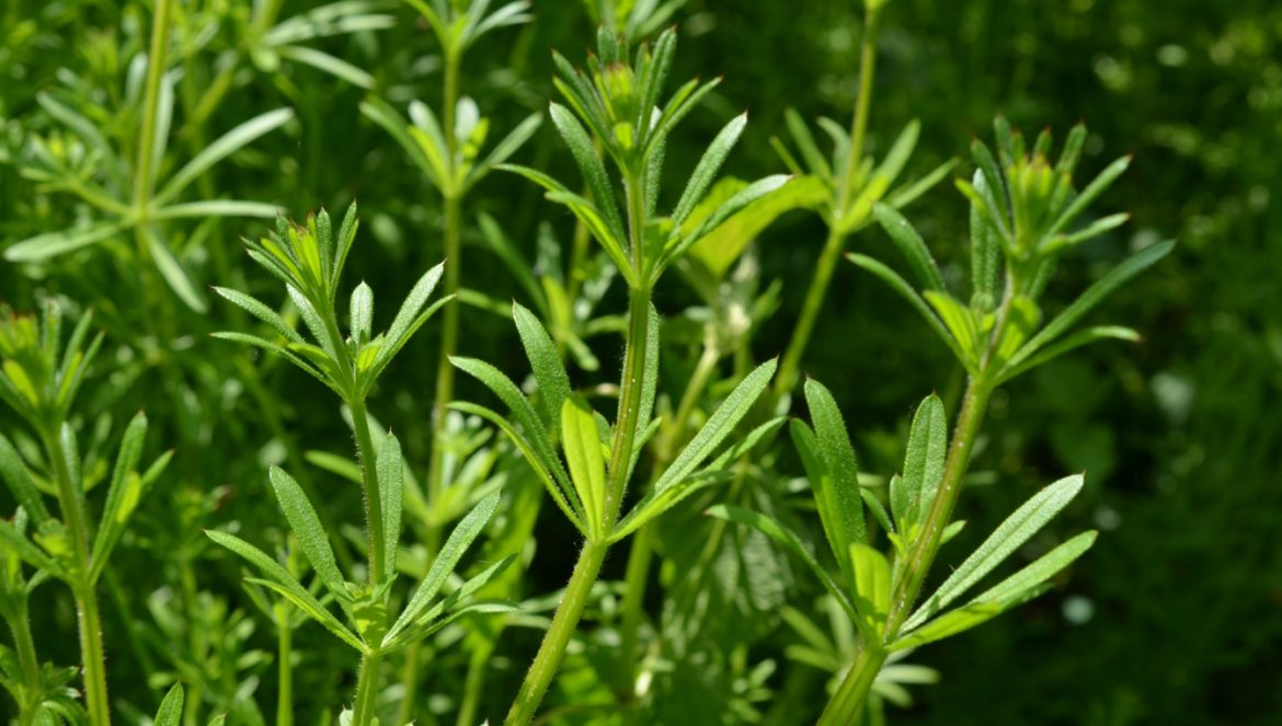 Przytulia czepna - właściwości i zastosowanie. Dorodne pędy Galium aparine.