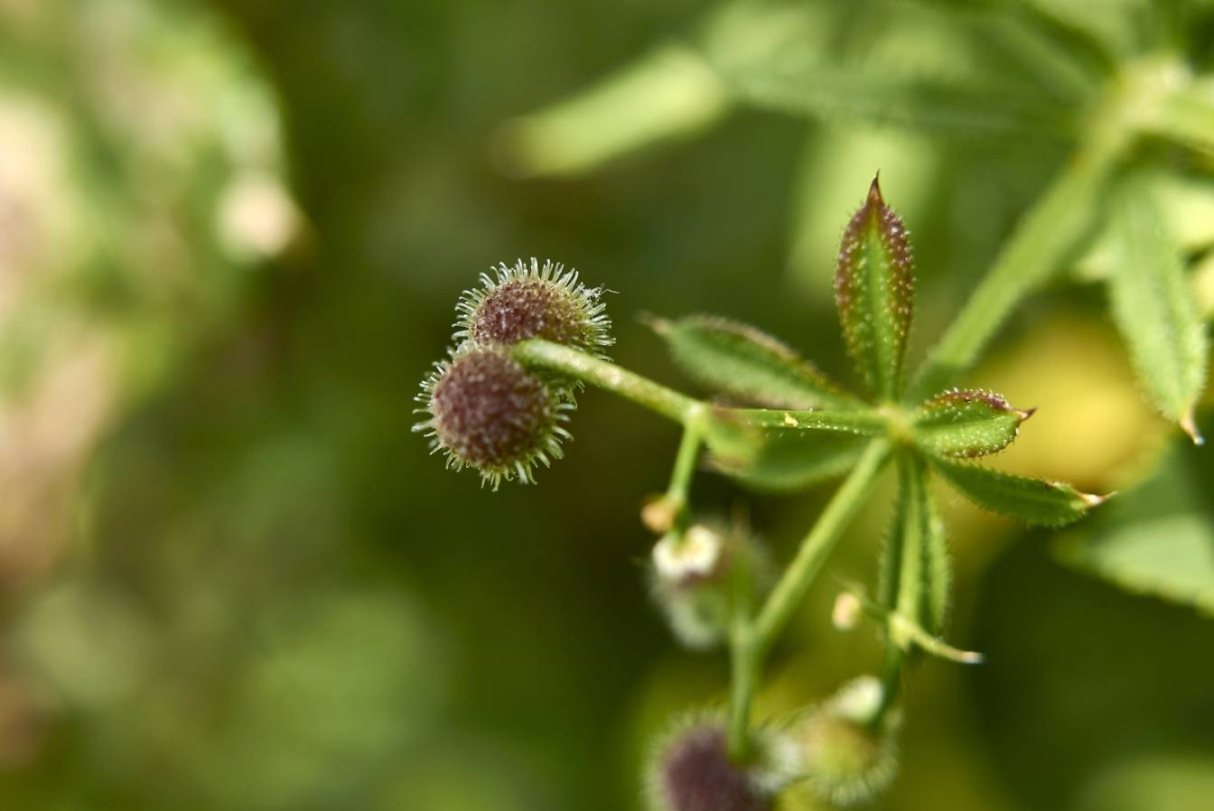 Przytulia czepna - Galium aparine w zbliżeniu. Jakie ma właściwości lecznicze roślina przytulia?