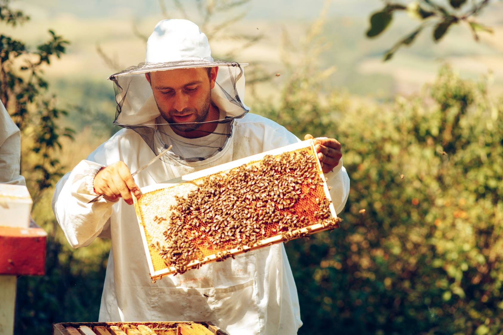 Jak powstają ziołomiody? Pszczelarz w pasiece pozyskuje miód z ula.