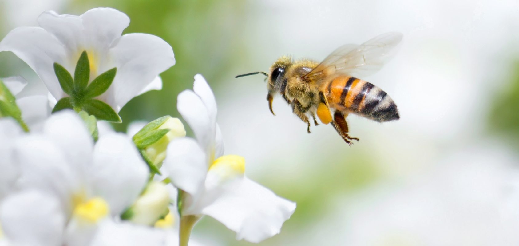 Pszczoła miodna - ratuj pszczoły przed pestycydami. Sprawdź, jak pomóc pszczołom!