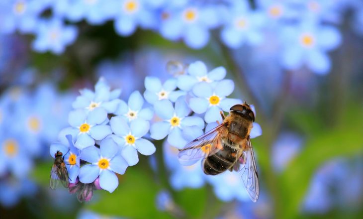 Apis mellifica - lek homeopatyczny.