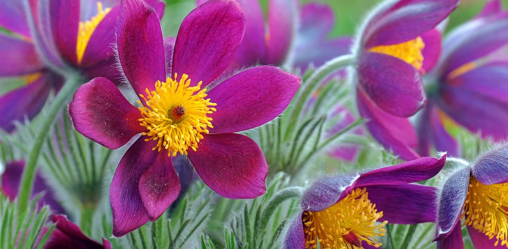Pulsatilla vulgaris - na co pomaga lek homeopatyczny z sasanki zwyczajnej? FZbliżenie na fioletowe kwiatki sasanki na łące.