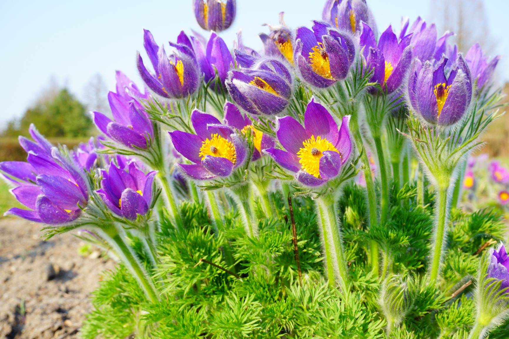 Pulsatilla vulgaris - jakie ma właściwości lek homeopatyczny z sasanki zwyczajnej? Fioletowa sasanka w naturalnym środowisku.