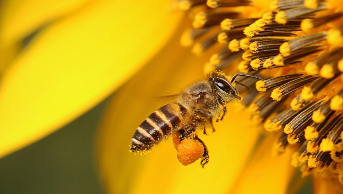 Pyłek pszczeli - właściwości, działanie i zastosowanie. Pszczoła zbiera nektar z żółtego kwiatka.