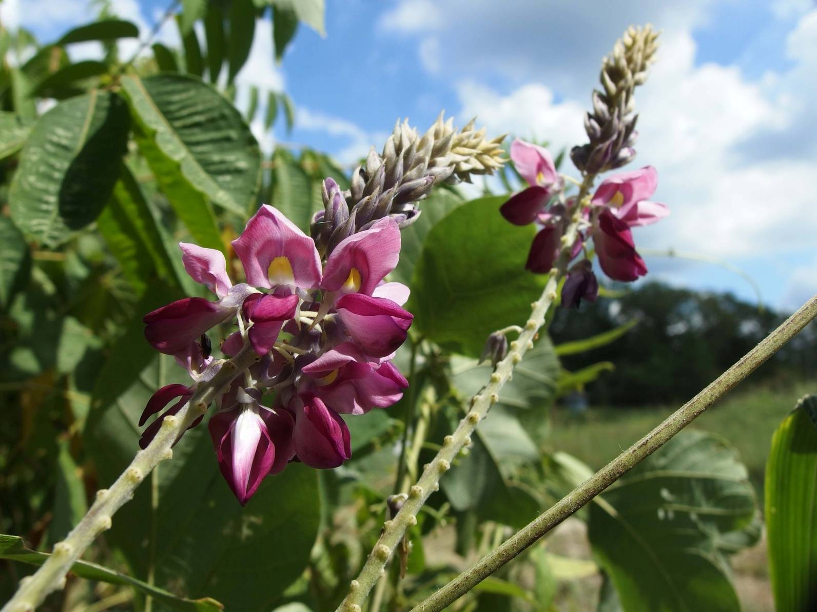 Kudzu - jakie właściwości ma korzeń ołownika? Fioletowe kwiaty ołownika w naturalnym środowisku.