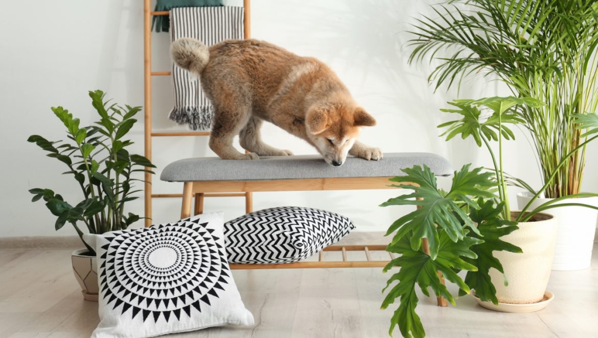 Rośliny niebezpieczne dla zwierząt. Pies rasy Akita Inu próbuje zeskoczyć z ławki do siedzenia w salonie w domu, otoczonej przez rośliny doniczkowe.