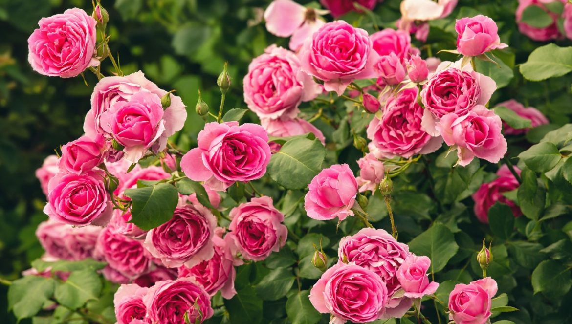 Jak pielęgnować róże w ogrodzie? Piękne różowe kwiaty róż rosną latem na krzaku w ogródku.