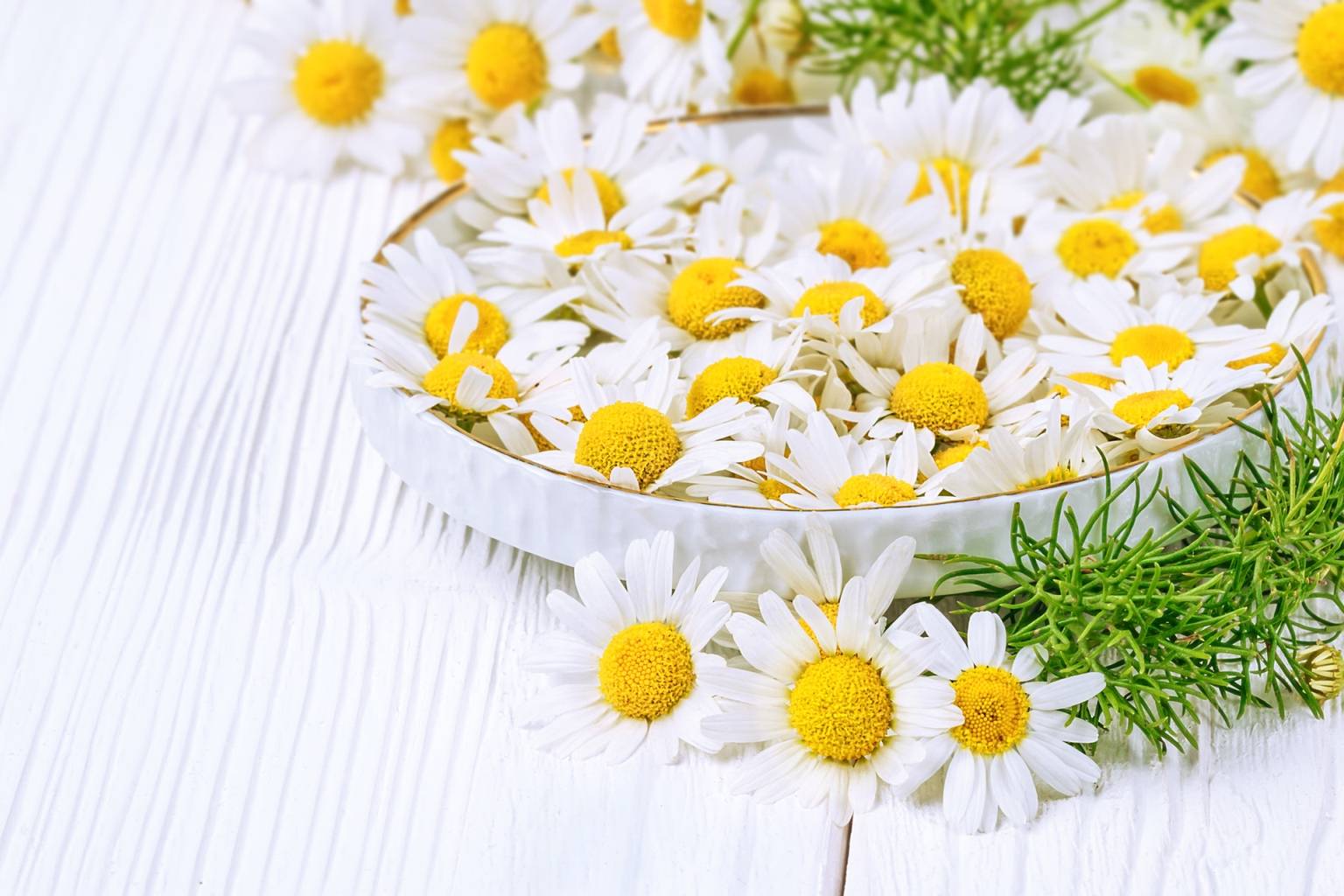 Leki homeopatyczne na dolegliwości w ciąży. Kwiaty rumianku na białym półmisku i białym drewnianym blacie.