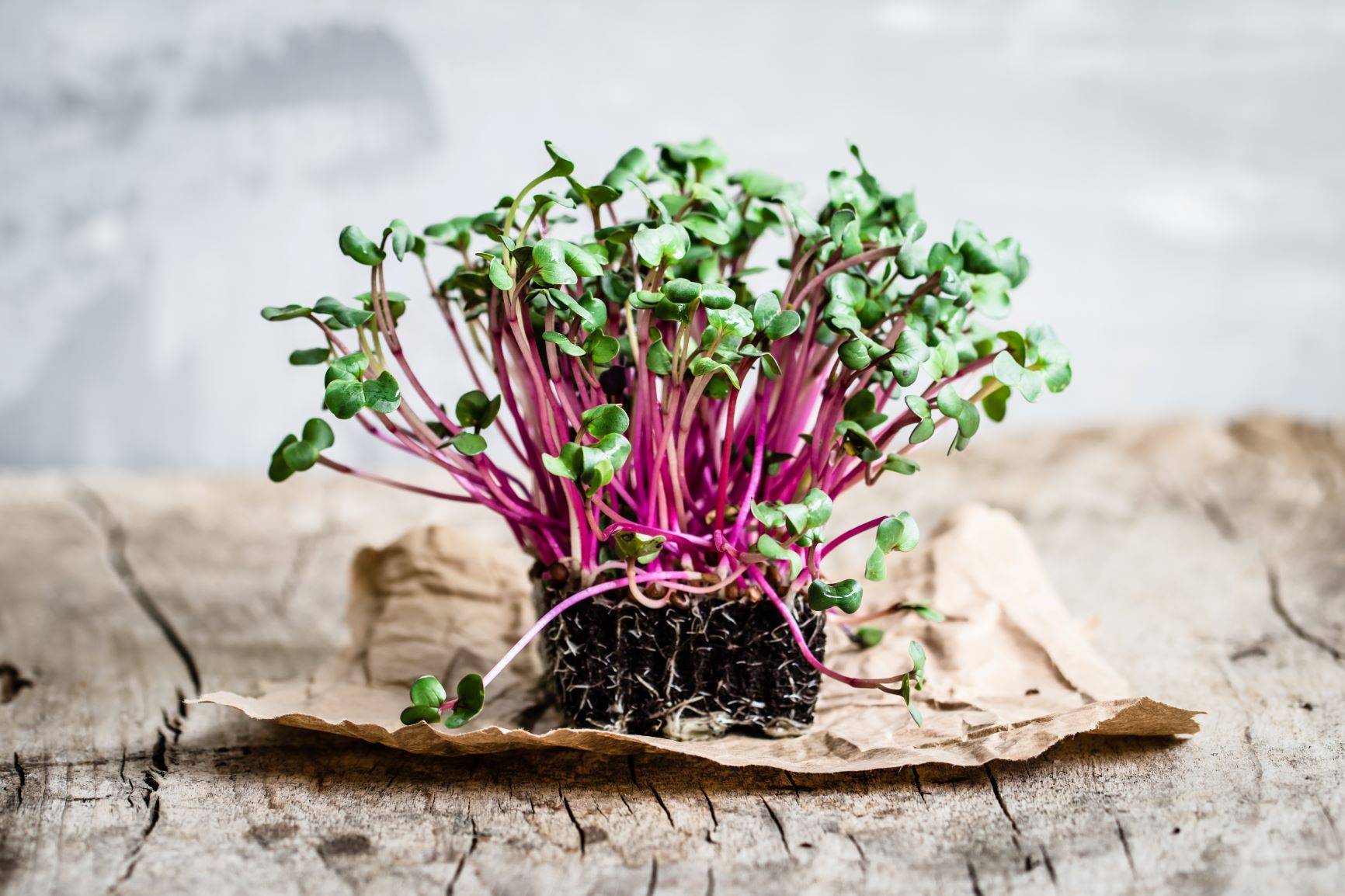 Wiosenne nowalijki, które warto jeść - kiełki.