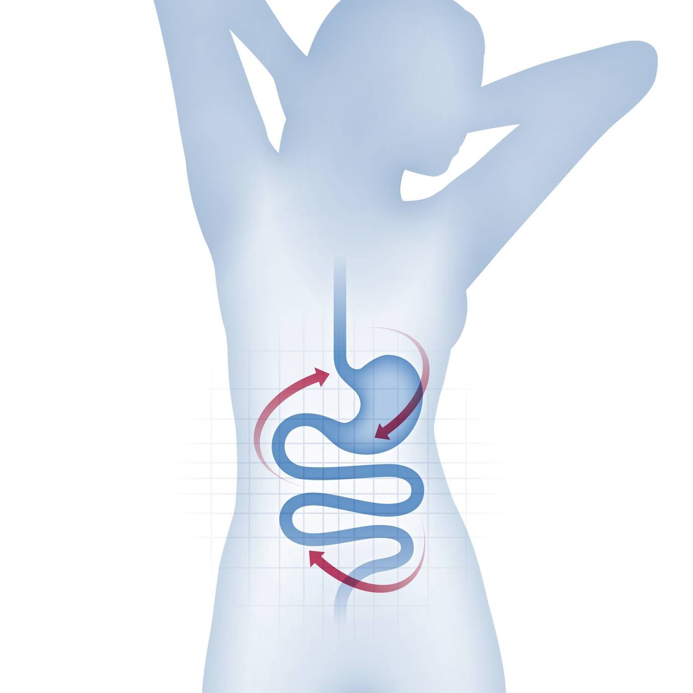 SIBO - rozrost flory bakteryjnej w jelicie cienkim - jakie są objawy i jak leczyć? Grafika przedstawiająca układ pokarmowy kobiety.